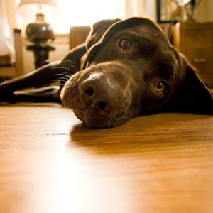 Meet your Posher, Joseph